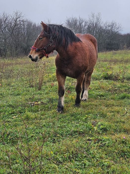 Vând iapa gestanta și manza de un an jumate