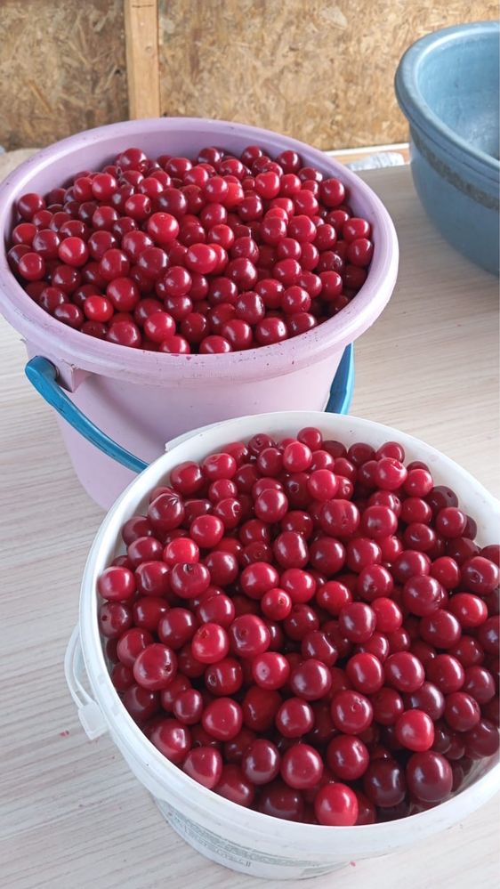 Продам Вишню: домашняя, крупная, хорошая. Есть 20 литров.