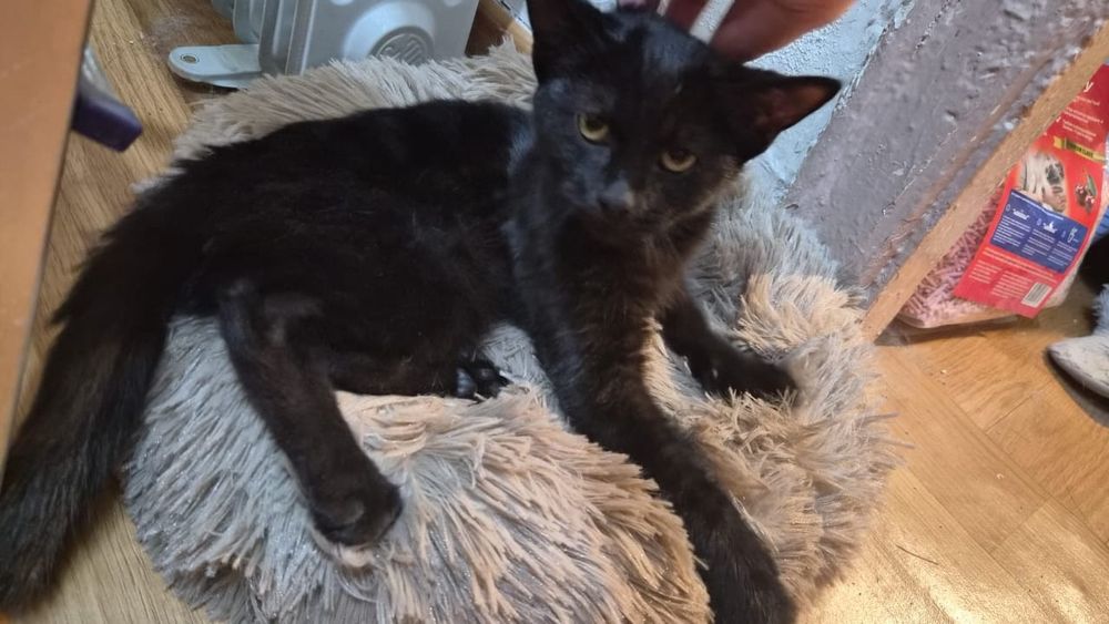 Отдам котёнка в хорошие руки. 4 месяца