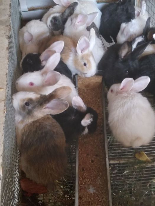 Куёнчалар тезда сотилади