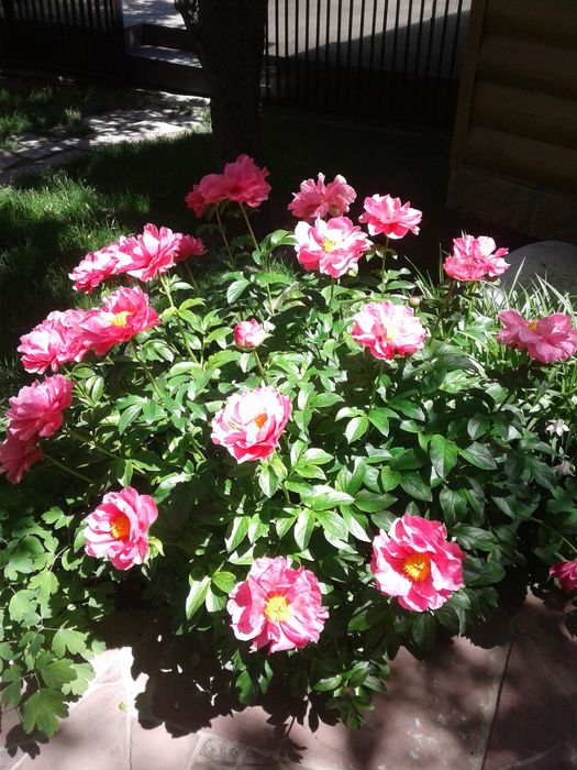 Кустарники цветущие,спирея вейгела гортензия