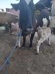 Vaca de vânzare, 2 viței bonus