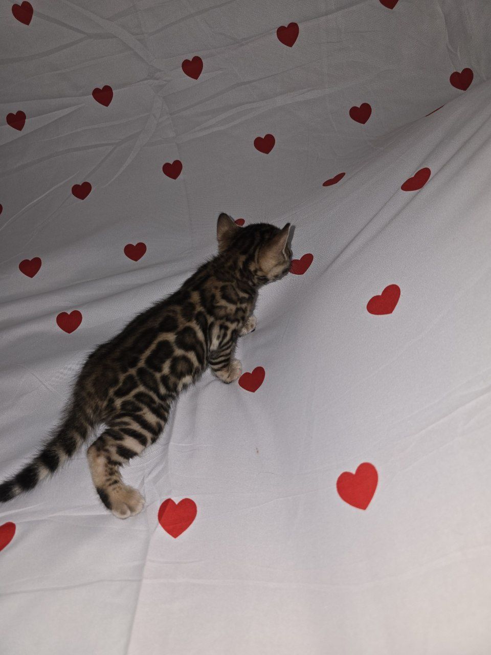 Bengal mushuklari