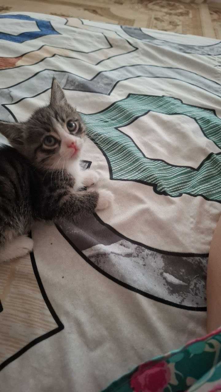 Отдам котят бесплатно