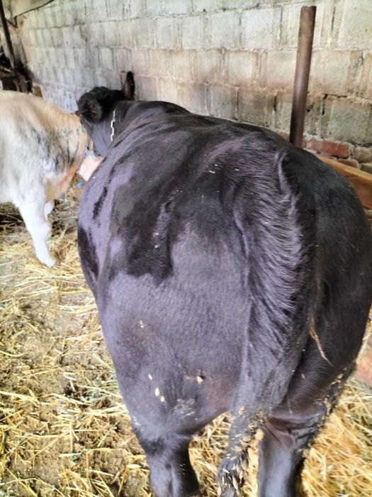 Vând 2 juninci în jur de 400 kg