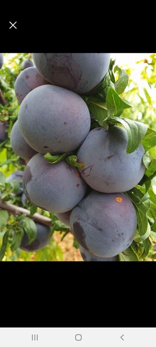 pomi fructiferi 8 ron bucata