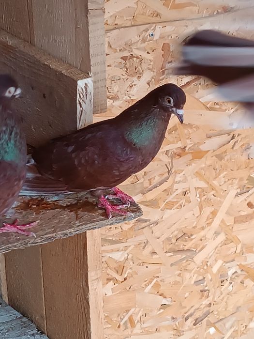 Vând ciungi de Ploiesti