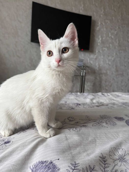 Отдам в добрые руки стерилизованную, молодую кошку