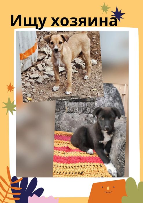 Щенки в поисках дома!