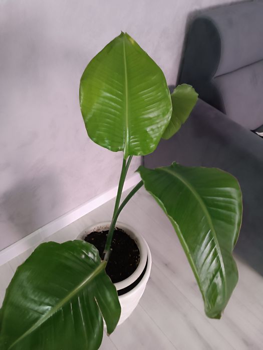 Стрелиция Николая