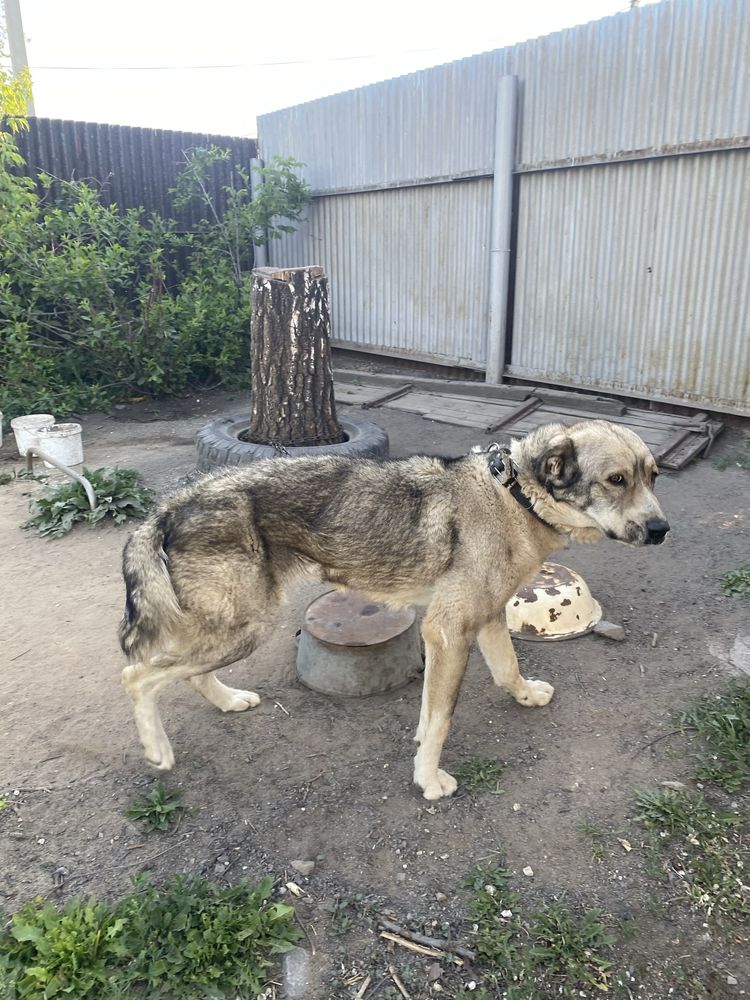Продаеться тобет