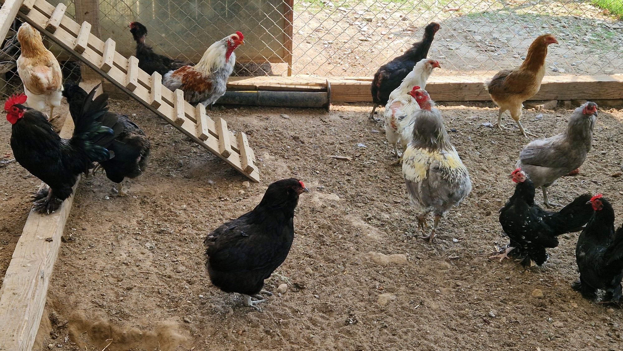 Vand familii gaini araucana și mii de flori