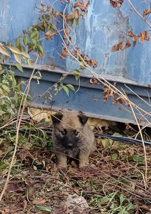 Отдам веселых щенков в хорошие руки.
