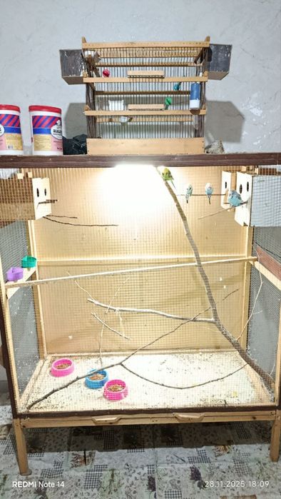 Qushlar tayyor uyi bilan sotiladi.