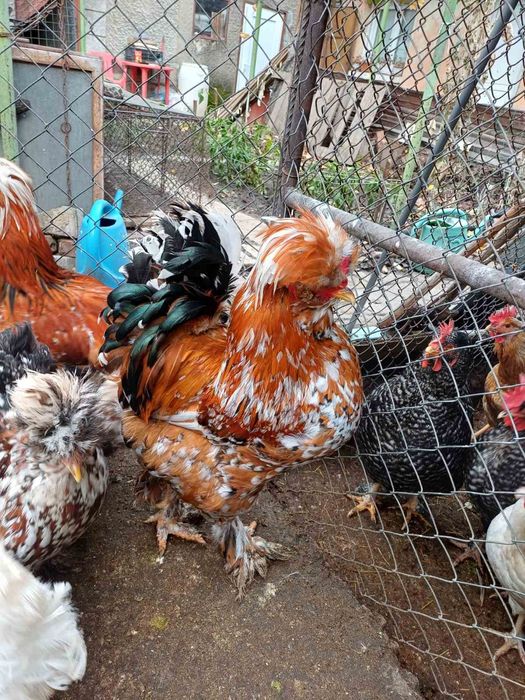 Продавам кокошки и петли