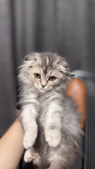 кошка вислоухая пушистая