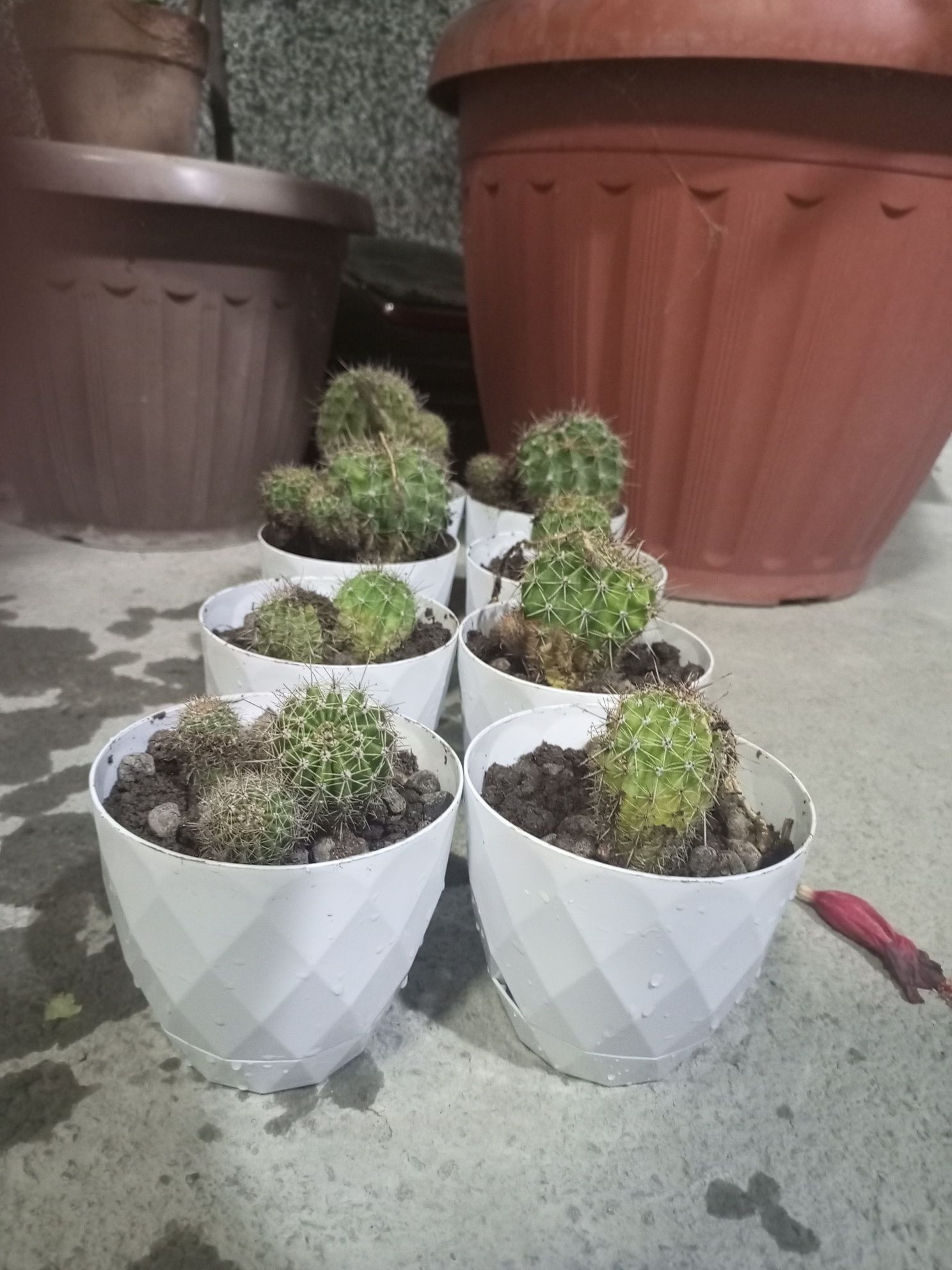 Echinopsis Kaktusi