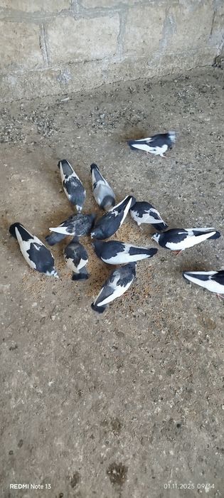 Продавам гълъби пазарджишки акмани