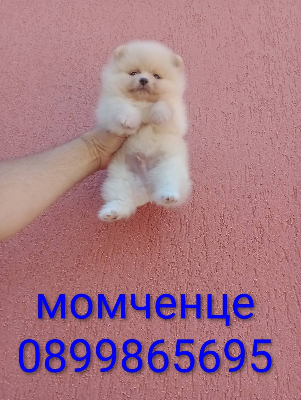 Померани.Реални снимки!