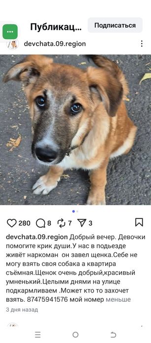 В добрые руки щенка  бесплатно