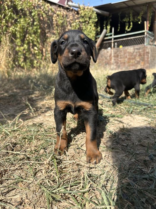 Продаются щенки добермана