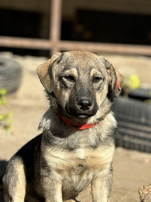 Подаряват се 4 сладки кученца