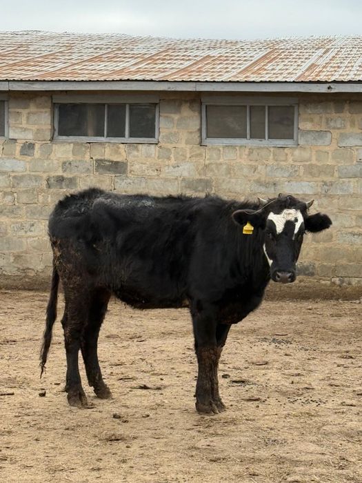 Продам телочку на күздік