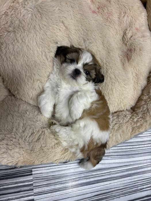 Shit tzu  bicolor 7 saptamani mini toy