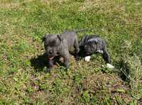 Catei Cane Corso