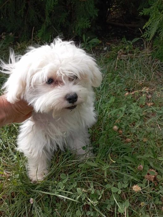 Малтийска болонка на 8 месеца