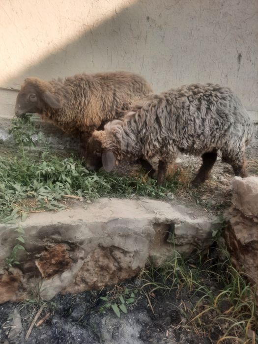 Мода баррала сотилади