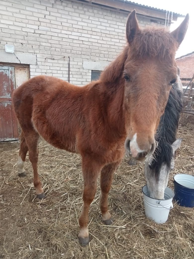 Продам кобылу с жеребенком