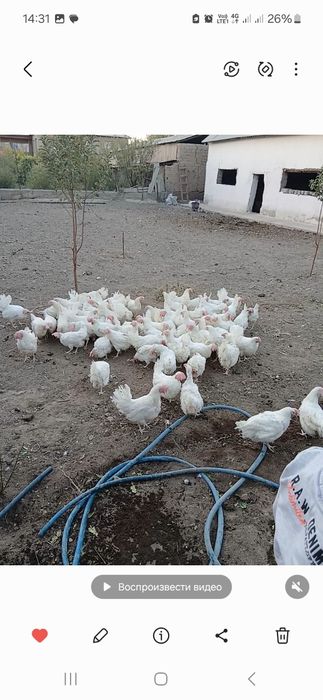 Курий домашние  яйца