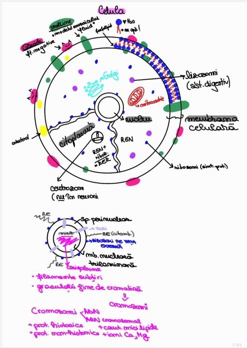 Meditatii Biologie