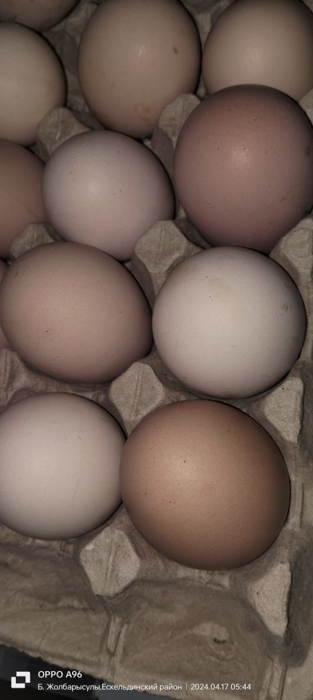 Инкубационные яйца брама