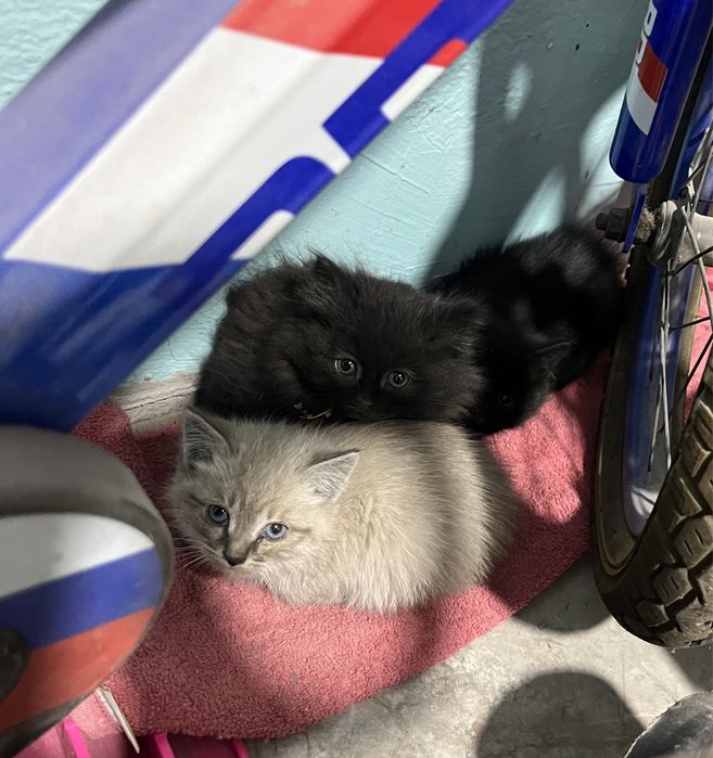 Котята в добрые руки