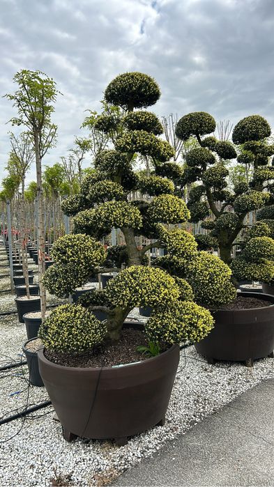 Plante ornamentale