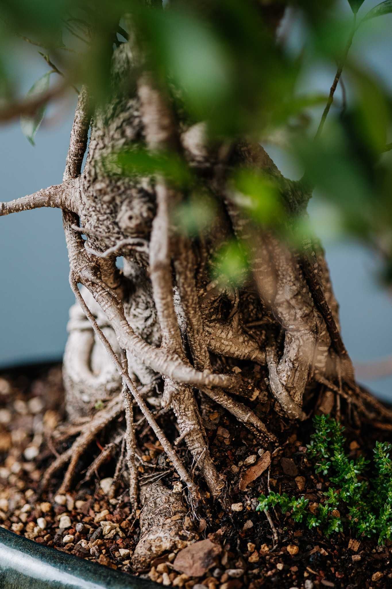 Ficus Microcarpa Retusa bonsai - bonsai de interior