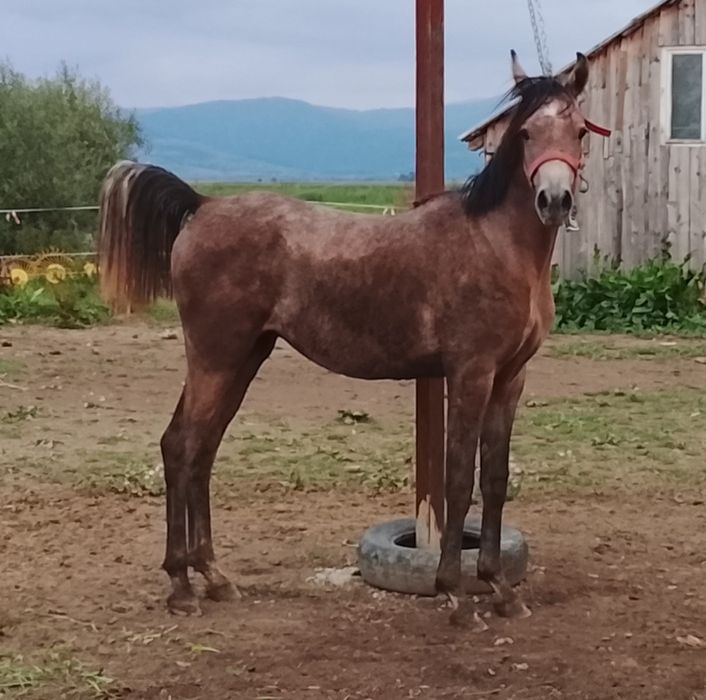 Armasar psa cu pedigree