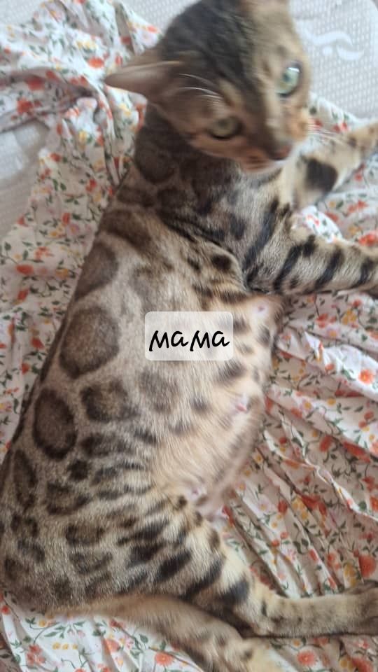 Продаётся  котята бенгальские Котята