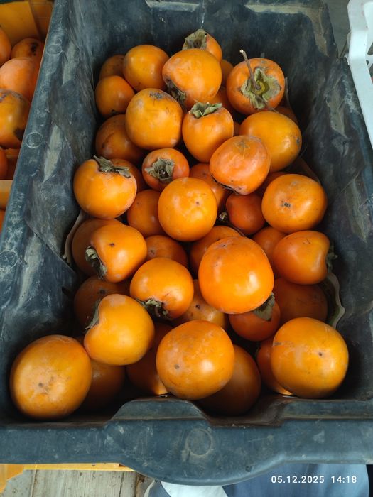 Продаю хурму свой огород.