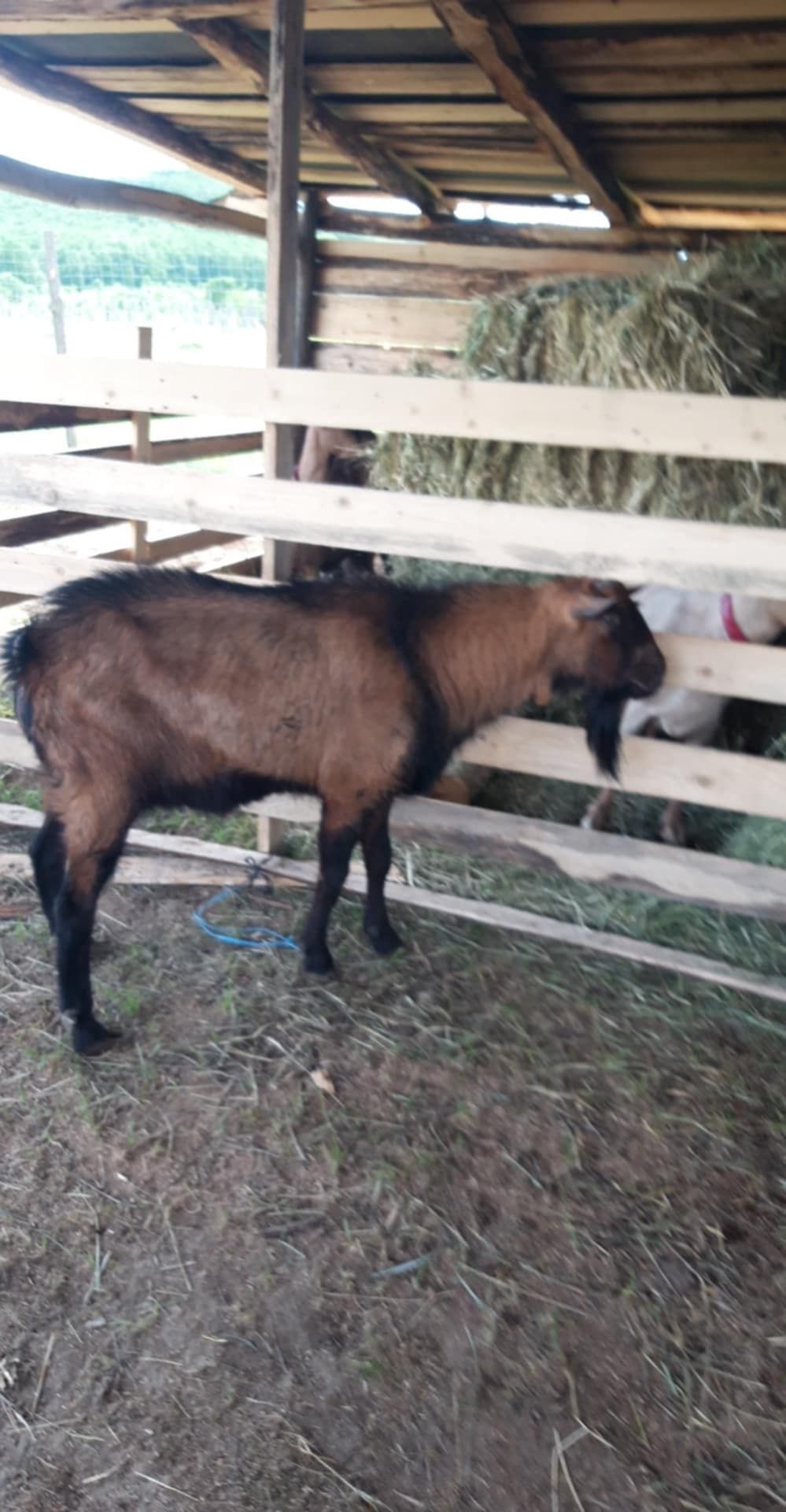Țap alpin francez