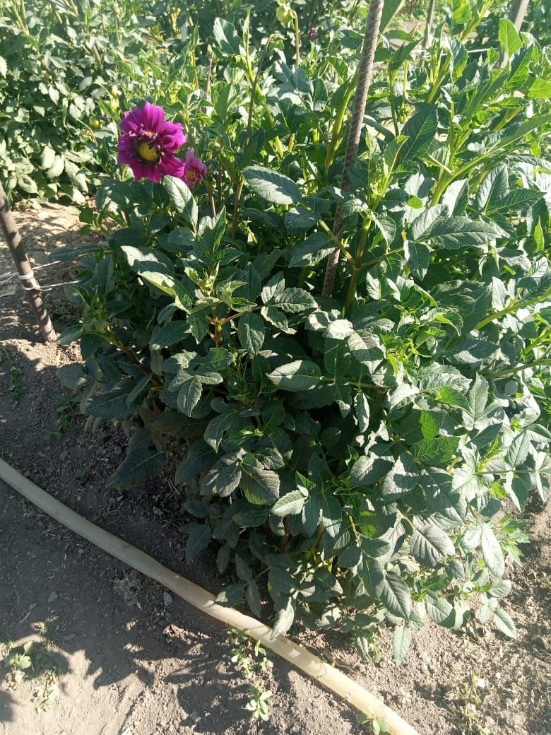 Продам кусты георгинов