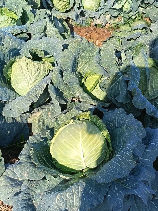 Karom sotiladi 10tonna atrofida