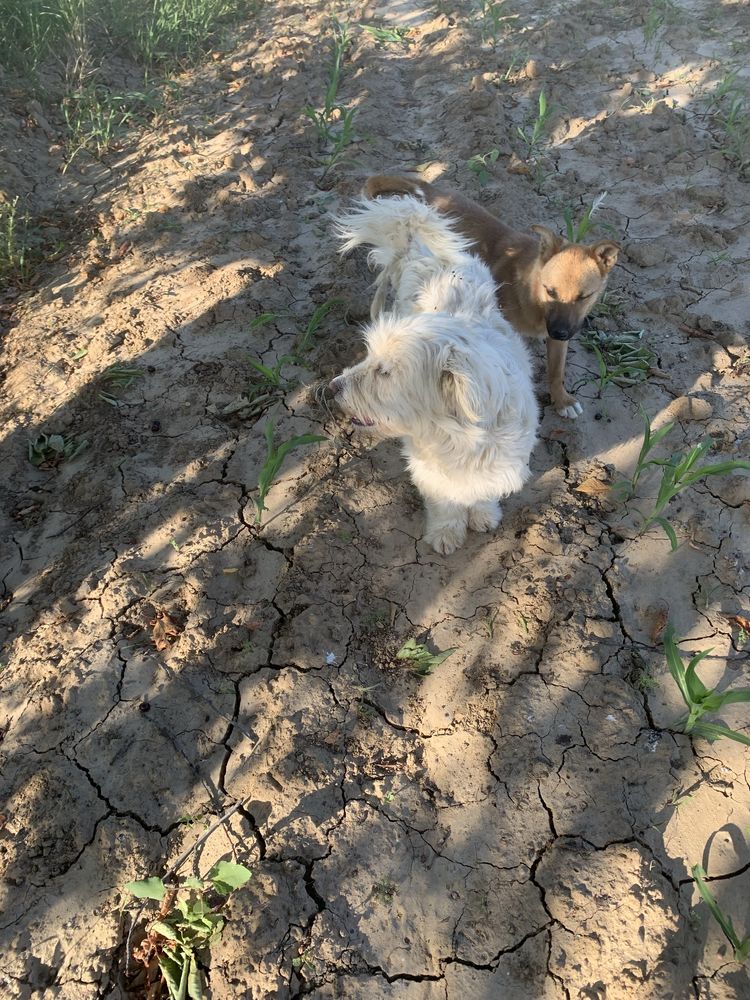 Donez femela bichon