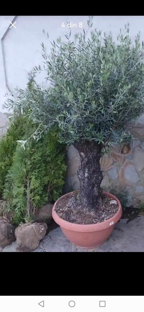 Plante pt gradina