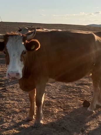 Корова молочная находиться в селк Чекоман.  3 года