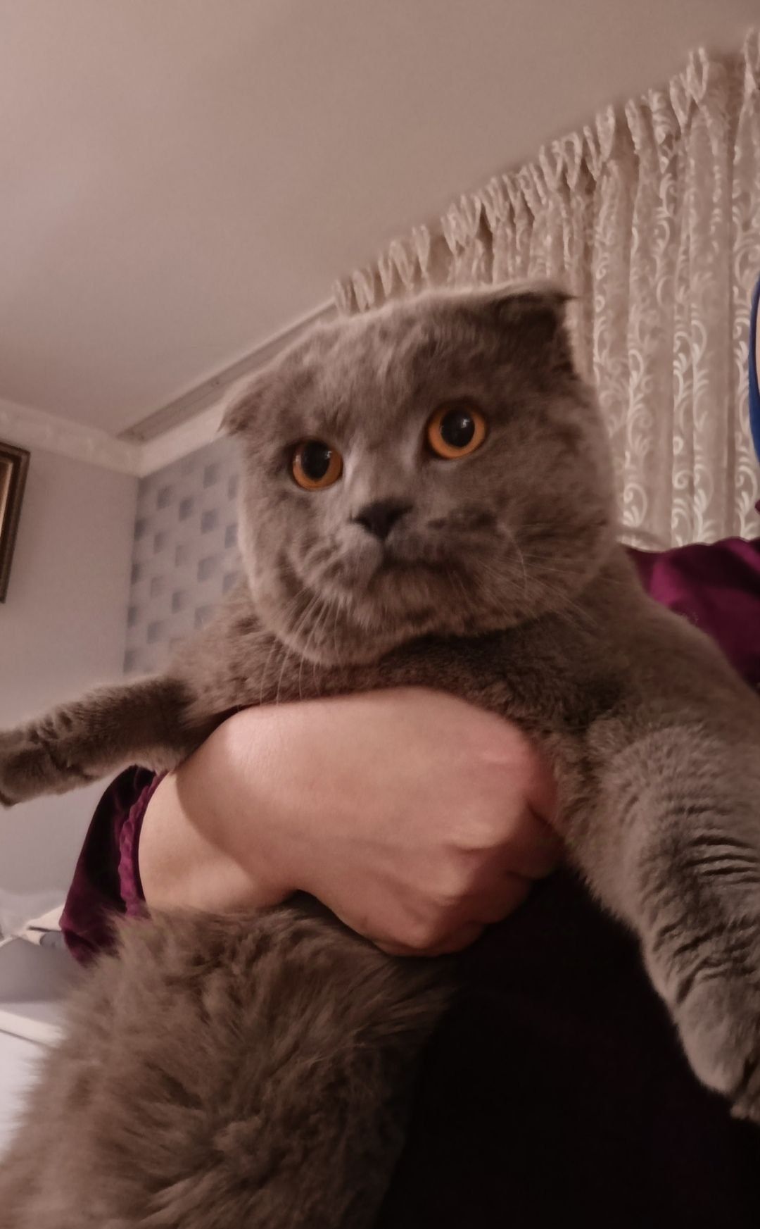 Срочно Скоттиш Фолд Красавчик