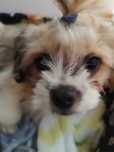 Shih tzu, 10 luni, cipat, deparazitat, carnet sanatate, mascul, vaccin