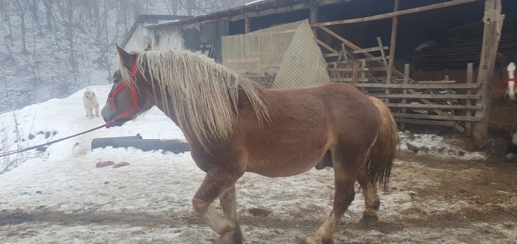 Vând armăsar de 3 ani